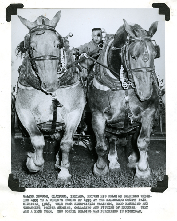 Belgian Geldings