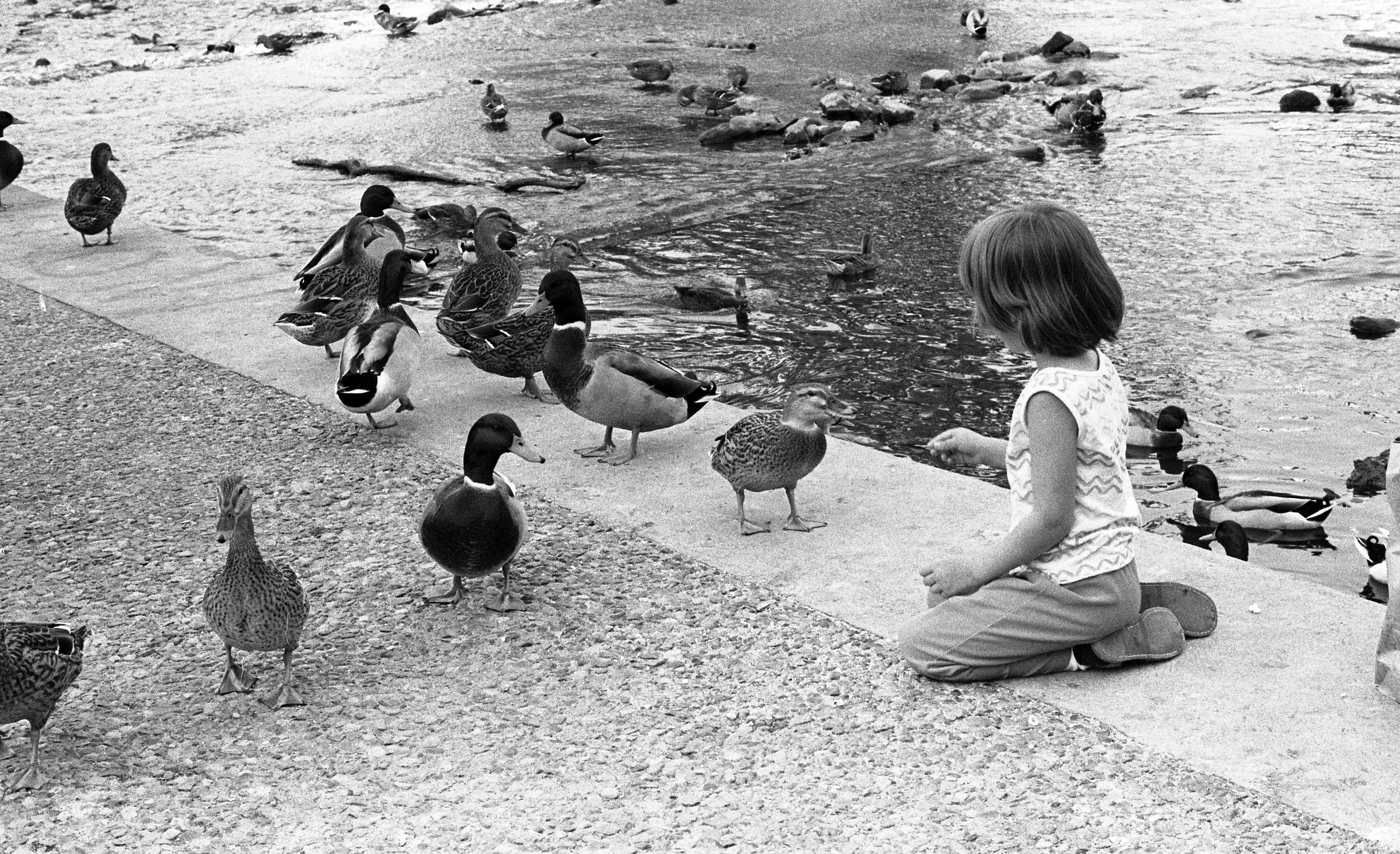 Dinnertime for the Ducks