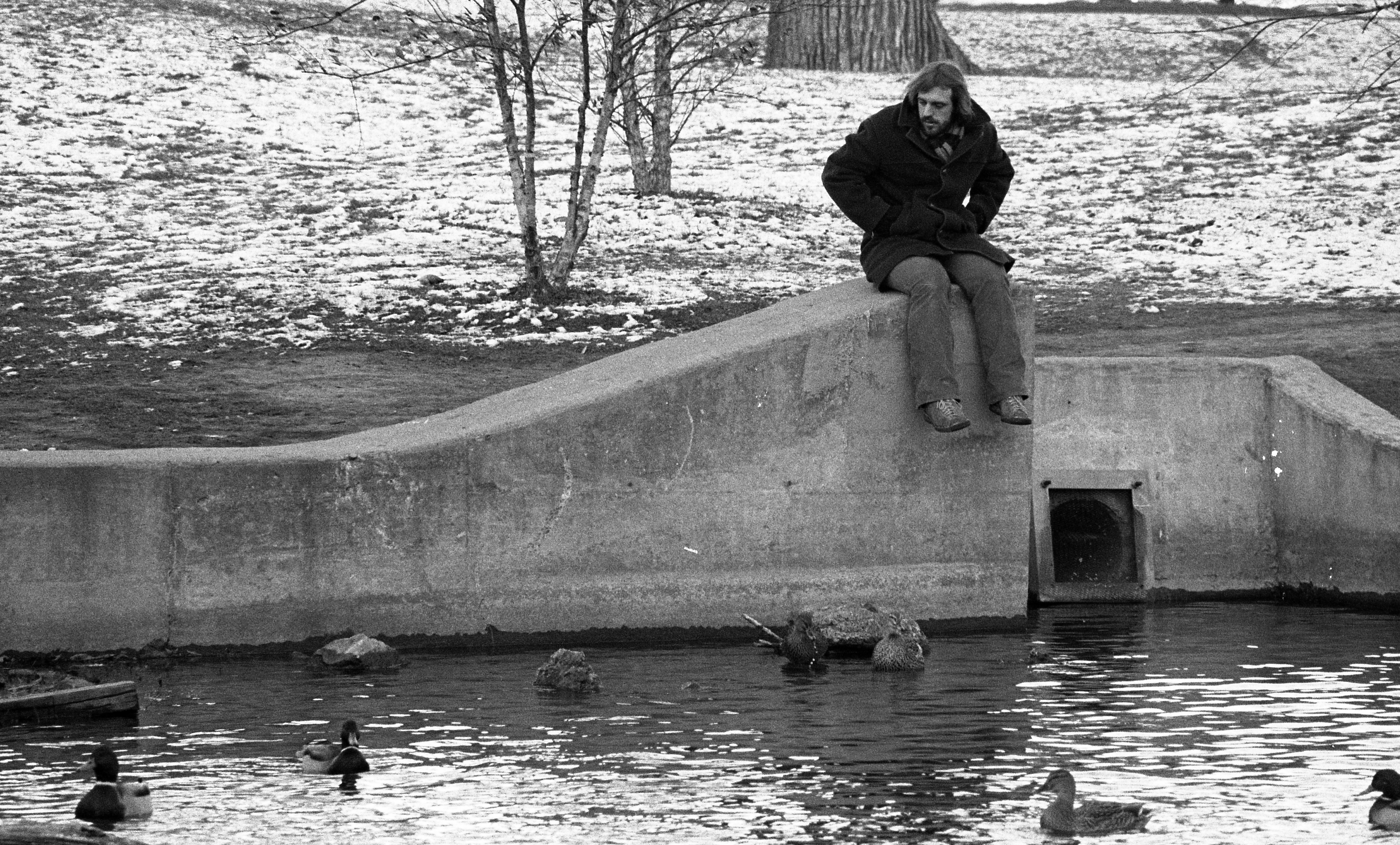 Ducks on the Red Cedar River