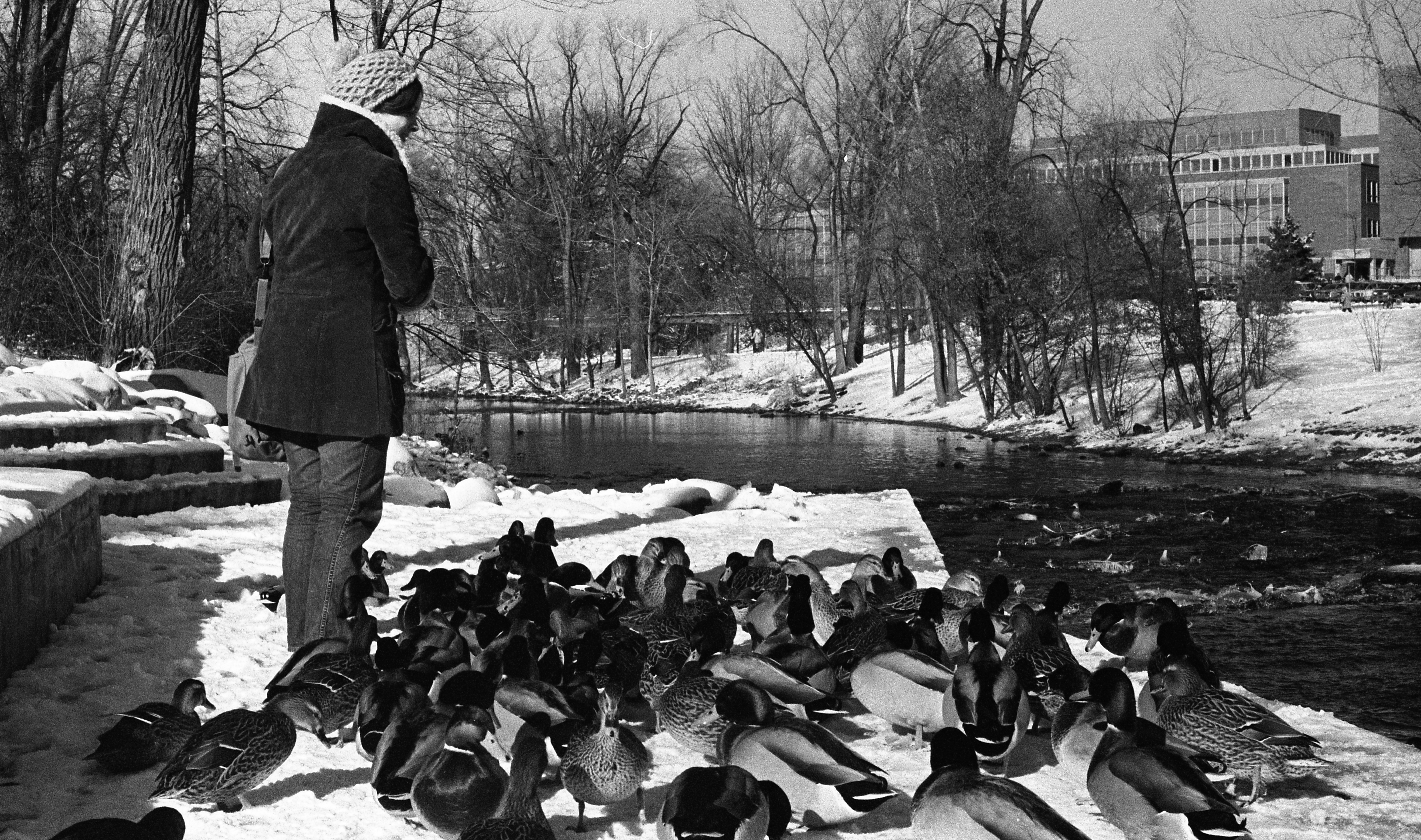 Hungry ducks getting grits from generous student