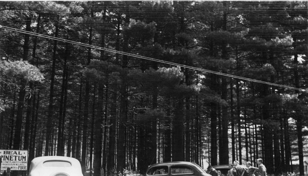 Beal Pinetum, circa 1930