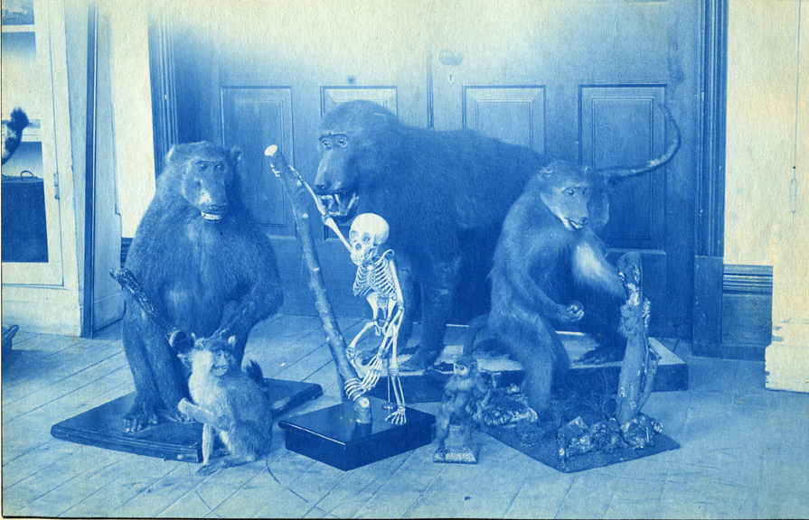 22. Stuffed animals in the MSU Museum, circa 1888