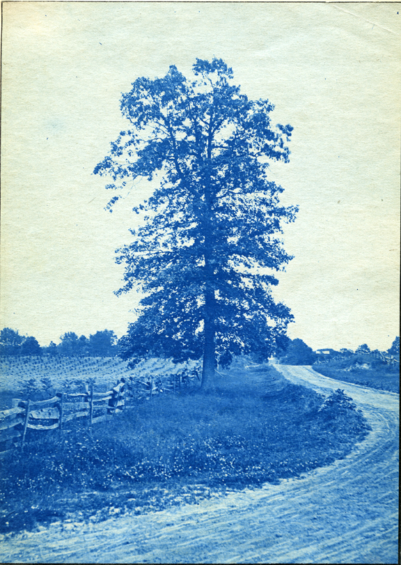 40. A tree next to fields and a road, circa 1888.