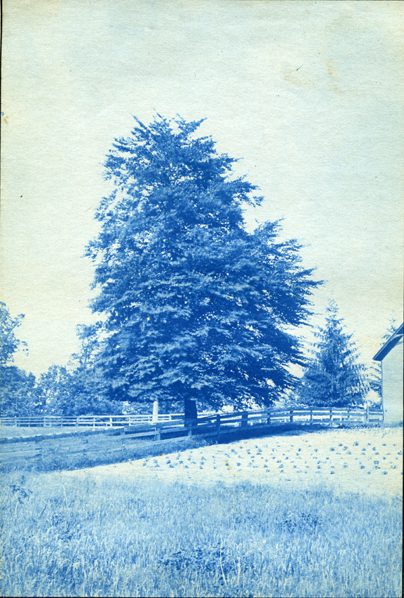 44. A tree and field, circa 1888.