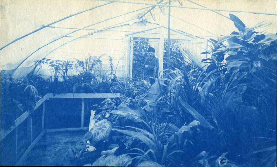 64. Greenhouse interior, circa 1888.