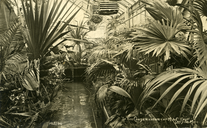 Greenhouse Interior