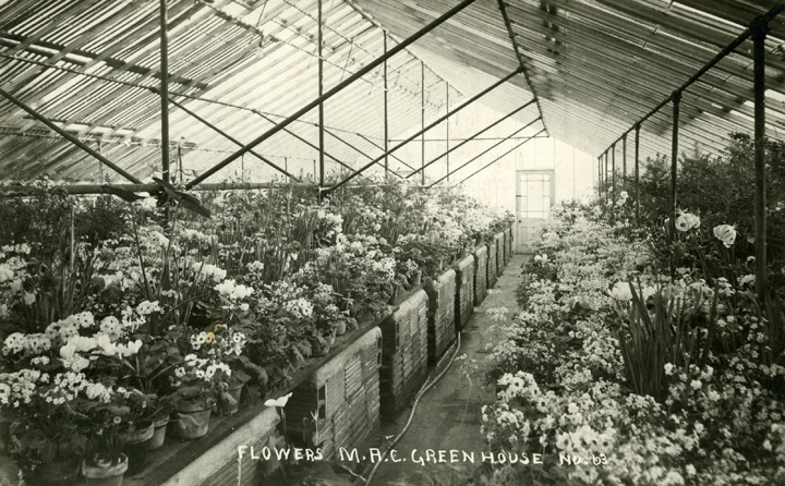 Flowers inside the Greenhouse