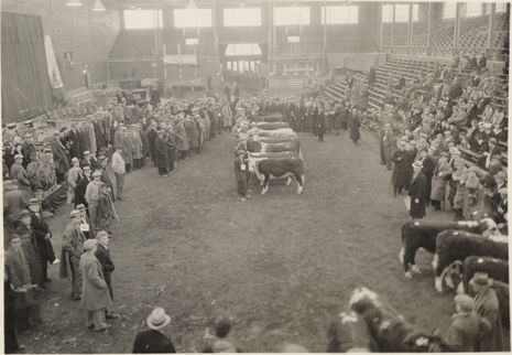 Cows being judged inside Demonstration Hall, 1933