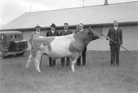 Five men stand behind a large bull, 1935