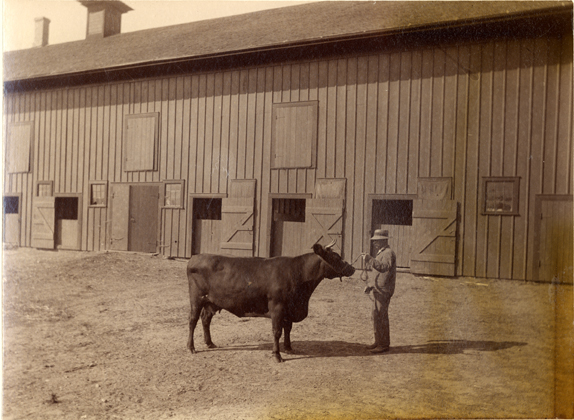 A farmer displays his cow for the Worlds Columbian Exposition, 1892