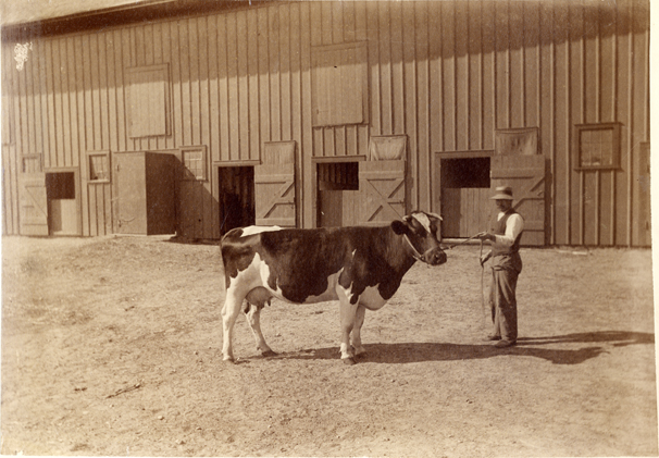 A farmer displays his cow for the Worlds Columbian Exposition, 1892