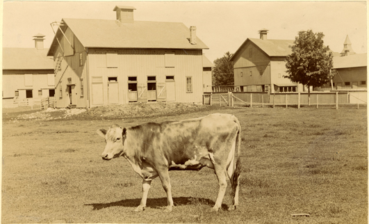 A picture of a cow in front of barns, 1896