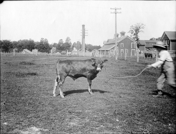 Man showing cow, 1904