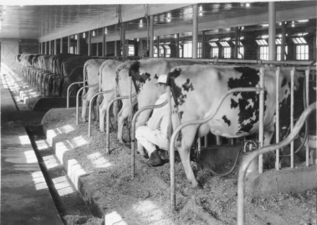 Cows are milked in a barn