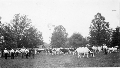 Cows in a field