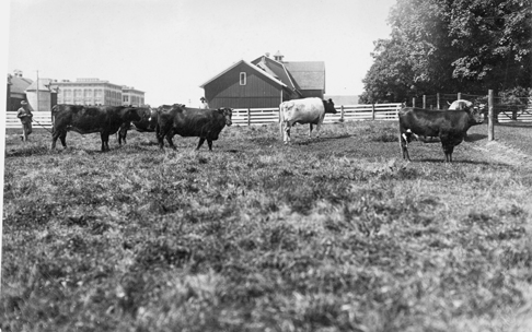 Cows graze in a pen