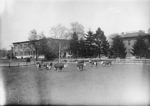 Cows graze in a field
