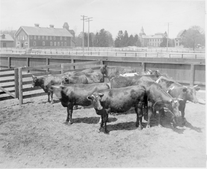 Cows stand in a pen