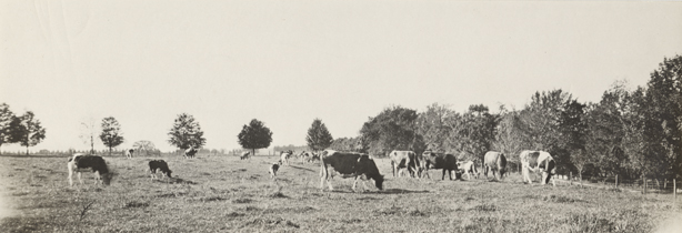 A panoramic view of cows