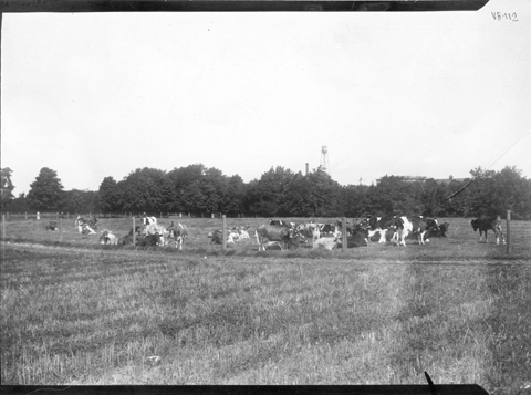 Cows grazing in a fenced field