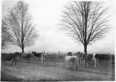 Cows graze in a field