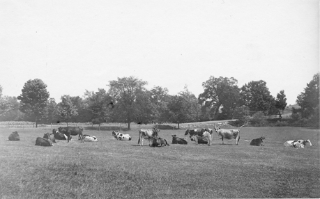 Cows in a field