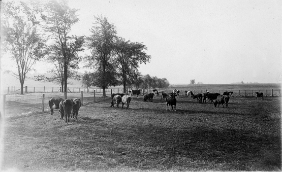 Cows grazing in a field