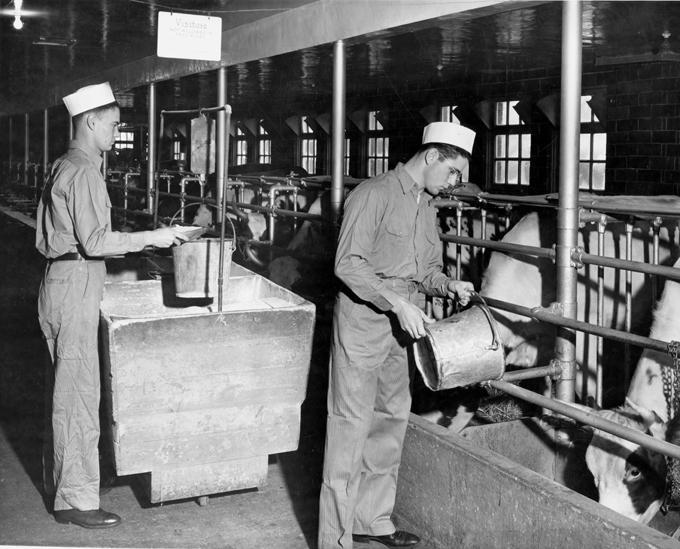 Two students feed cows