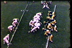 MSU Football vs. Notre Dame, 1956