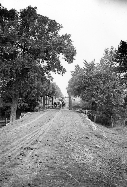 Cows at Farm Lane bridge, date unknown