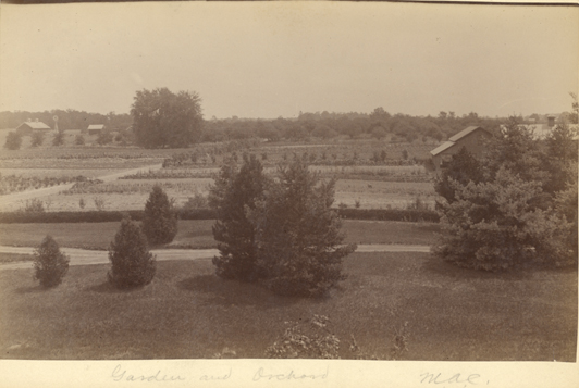 M.A.C. gardens and orchard, date unknown
