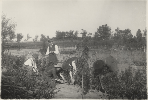 Horticulture class, 1893