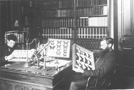 Professor Albert Cook examines butterfly specimens, 1860s