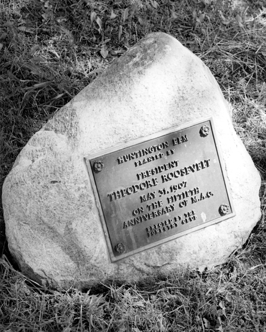Huntington Elm Plaque, undated 