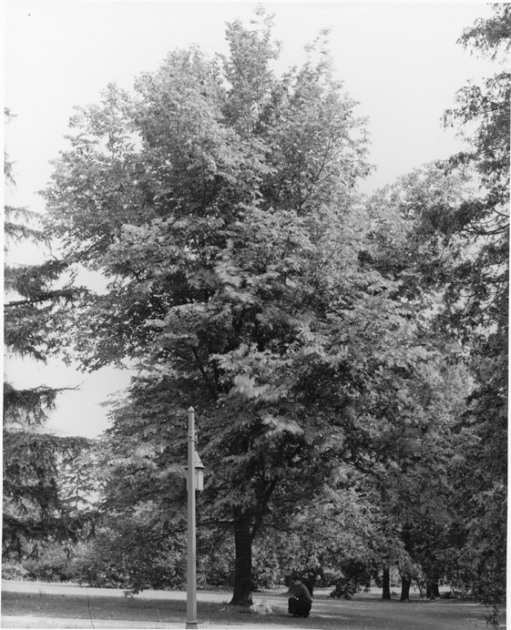 Student reading the Huntington Elm plaque, undated
