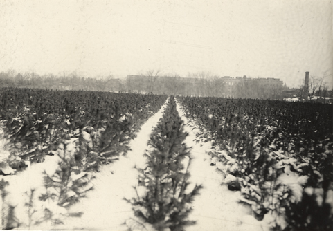 Campus view from the Forestry Plats, date unknown