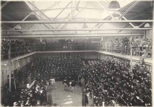 Cows at Farmers' Week, 1935