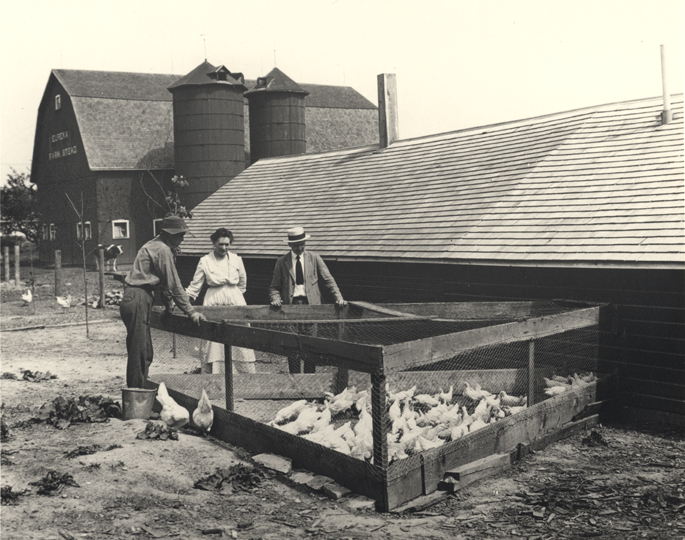 Farmers inspecting chicken flock, date unknown
