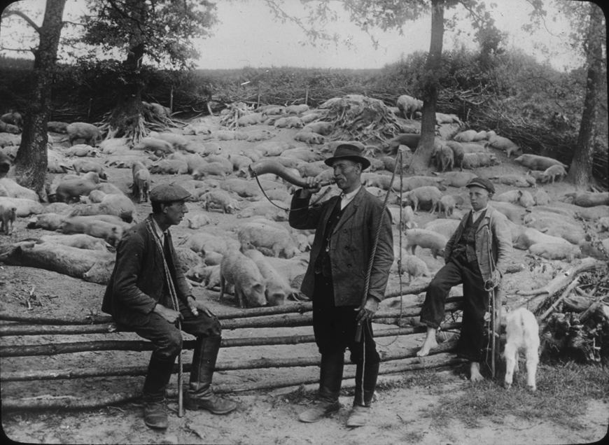 Austrian pig farm with three men, undated