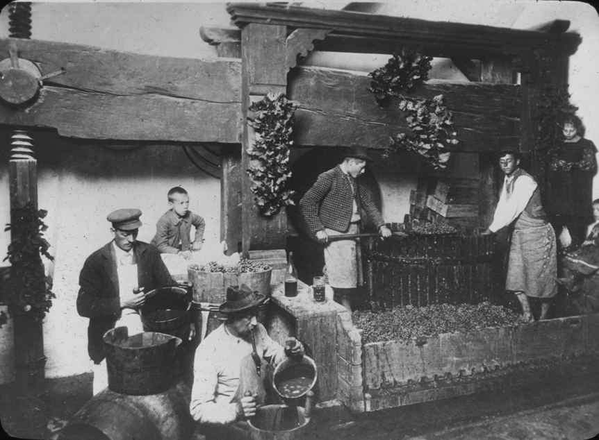 Austrian pigeage and wine making scene, undated