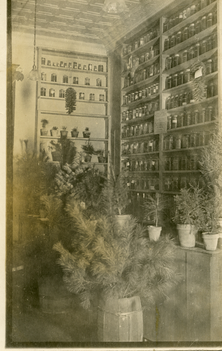 Forestry Exhibit, 1914
