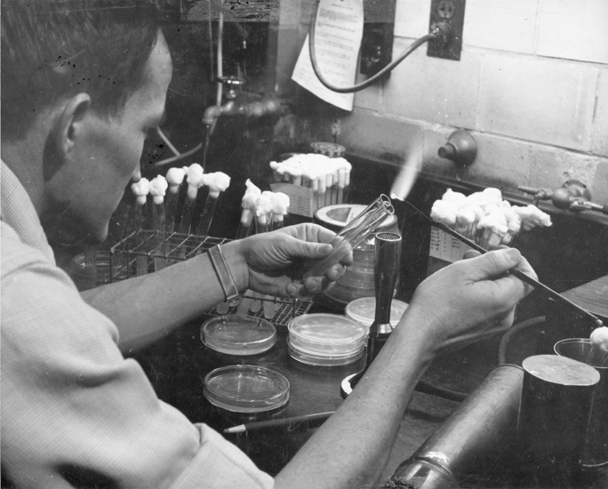 A student does bacteriology research, date unknown