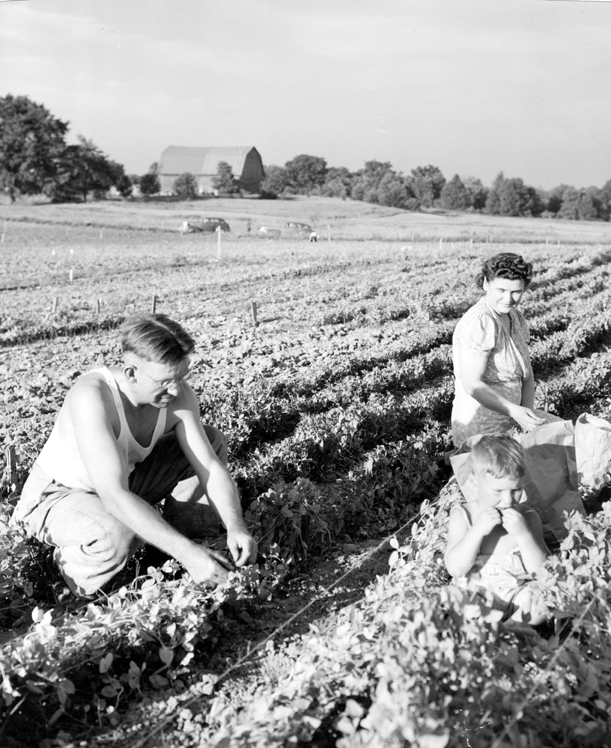 Family victory garden, date unknown