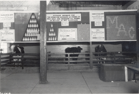 Cows in an MAC exhibit, 1921