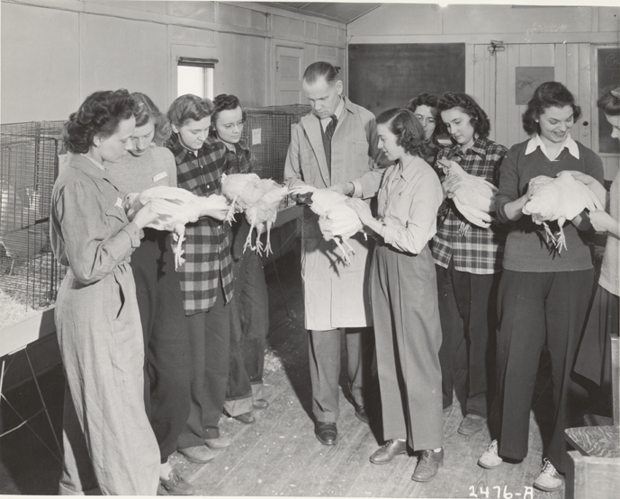 Students examine chickens, date unknown