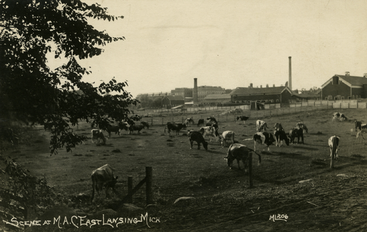 A cow pasture, date unknown