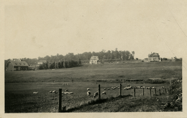 A sheep pasture, date unknown