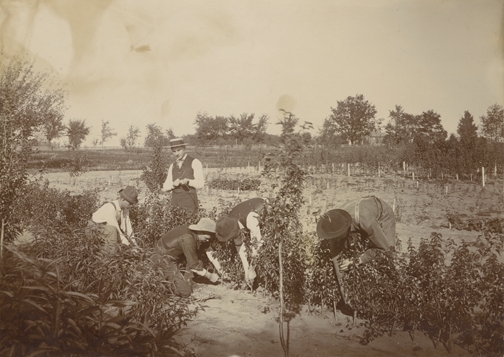 Five men working with a row of plants, date unknown