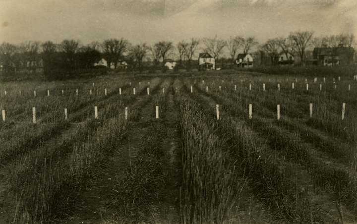 Farm Field, date unknown