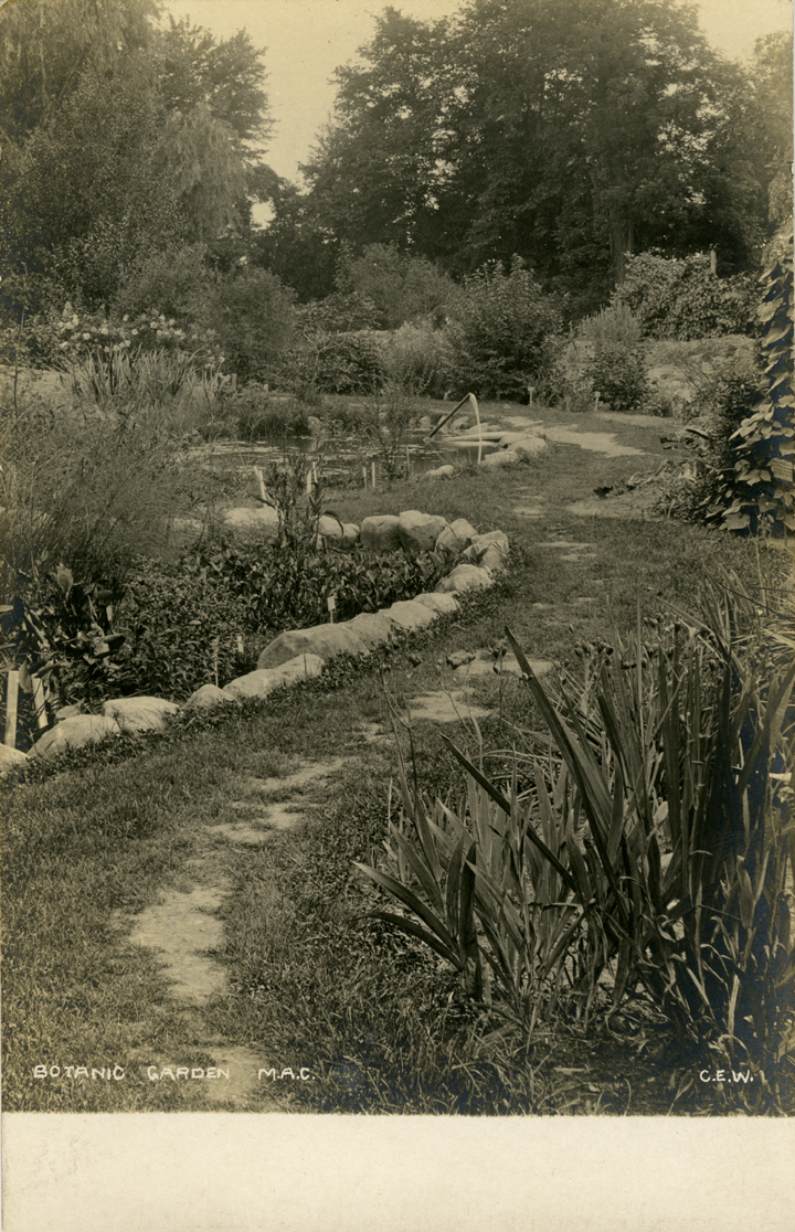 A path in the Beal Botanical Garden, date unknown
